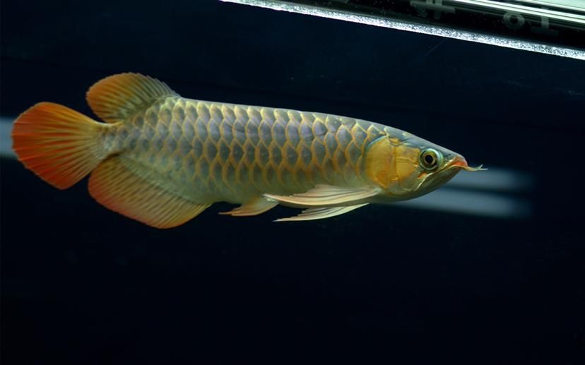 平和龍魚有哪些品種？，平頭龍魚或平頭龍魚分類與特性
