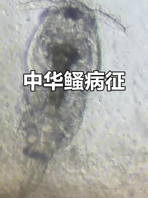 龍魚鰓蟲的繁殖方式是怎樣的，“龍魚鰓蟲”的繁殖方式配以1000字說明和圖片