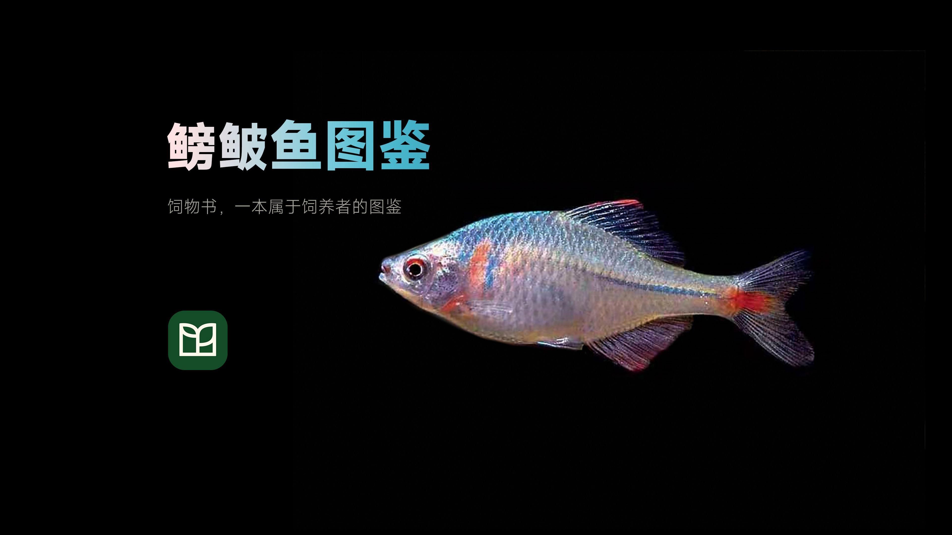 批發(fā)市場內有哪些常見的觀賞魚品種，胡玉德書畫教程之觀賞魚
