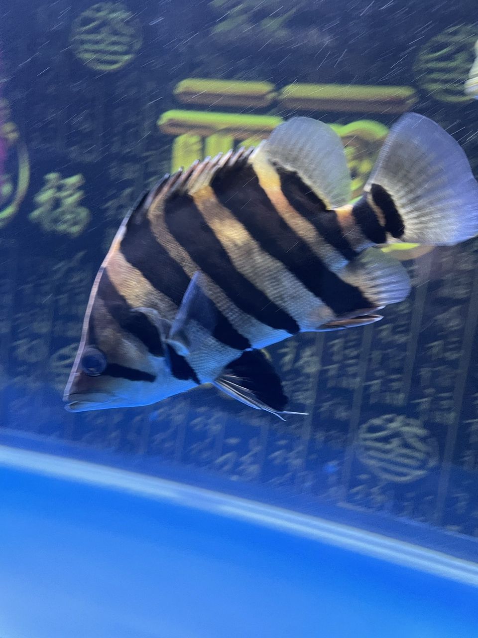 虎魚，水族箱中的虎魚