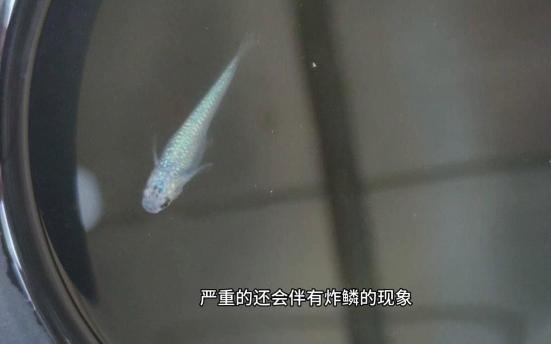 魚得了大肚子病怎么治，魚得了“大肚子病”怎么辦 魚得了大肚子病怎么治，魚得了“大肚子病”怎么辦 龍魚百科 第3張