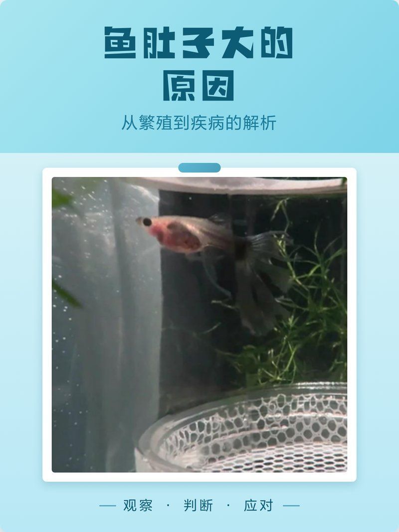 魚得了大肚子病怎么治，魚得了“大肚子病”怎么辦