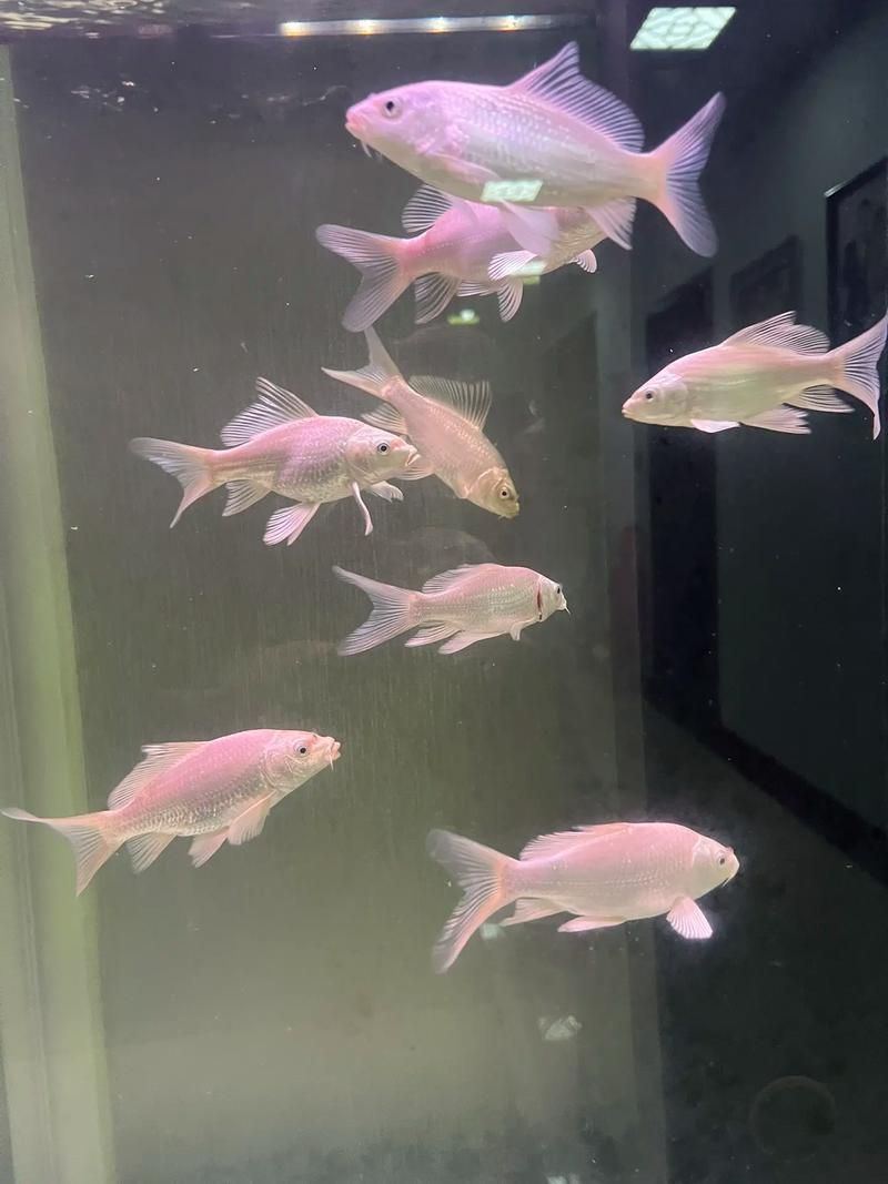 祥龍魚場的蝴蝶鯉質量如何？，祥龍魚場的蝴蝶鯉質量如何