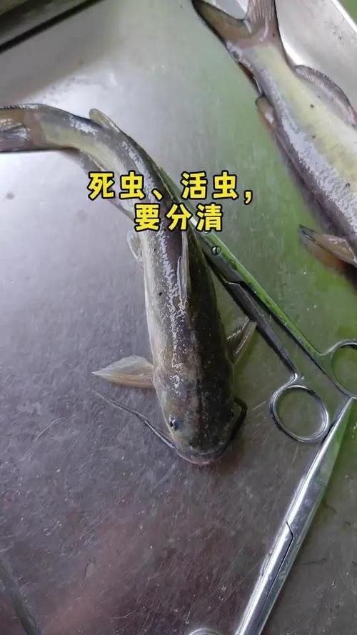 給我一些區(qū)分小瓜蟲和異尖線蟲的圖片，如何區(qū)分小瓜蟲和異尖線蟲