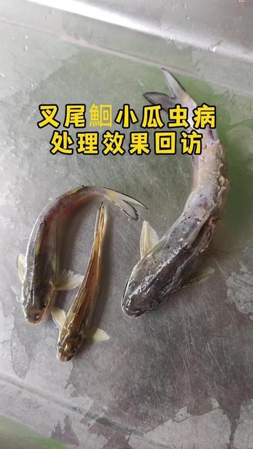 給我一些區(qū)分小瓜蟲和異尖線蟲的圖片，如何區(qū)分小瓜蟲和異尖線蟲