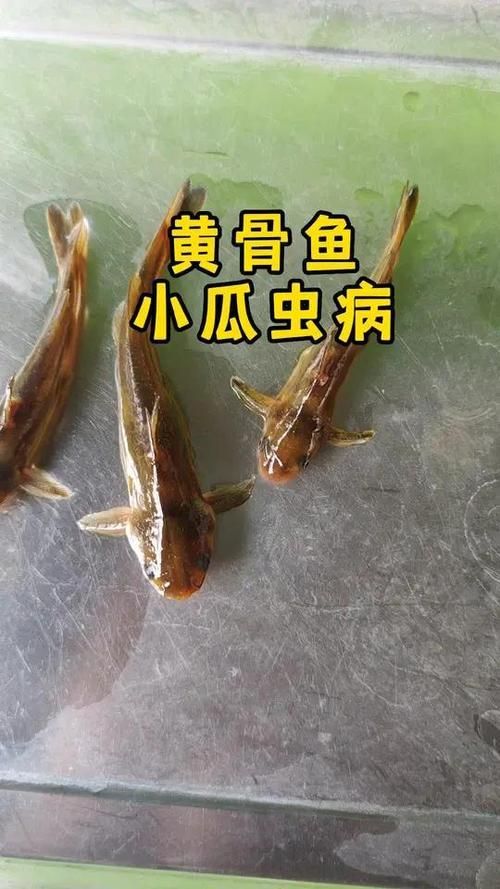 給我一些區(qū)分小瓜蟲和異尖線蟲的圖片，如何區(qū)分小瓜蟲和異尖線蟲