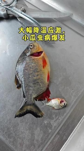 給我一些區(qū)分小瓜蟲和異尖線蟲的圖片，如何區(qū)分小瓜蟲和異尖線蟲