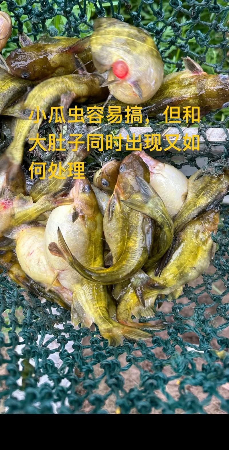 給我一些區(qū)分小瓜蟲和異尖線蟲的圖片，如何區(qū)分小瓜蟲和異尖線蟲