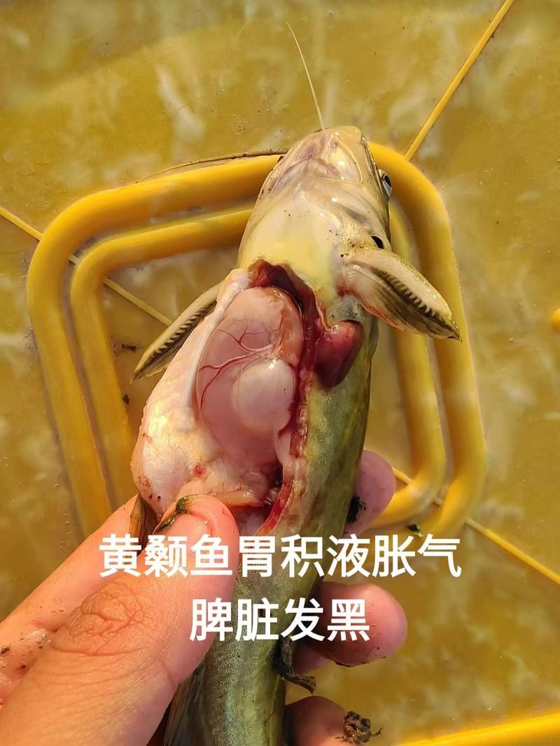 給我一些區(qū)分小瓜蟲和異尖線蟲的圖片，如何區(qū)分小瓜蟲和異尖線蟲