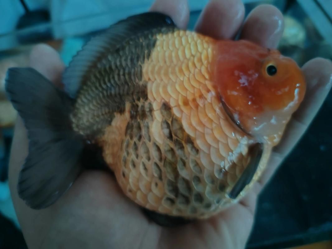 泰獅魚鰭充血根部，泰獅魚鰭根部充血詳解（暹羅斗魚（暹羅斗魚（暹羅斗魚） 泰獅魚鰭充血根部，泰獅魚鰭根部充血詳解（暹羅斗魚（暹羅斗魚（暹羅斗魚） 龍魚百科 第4張