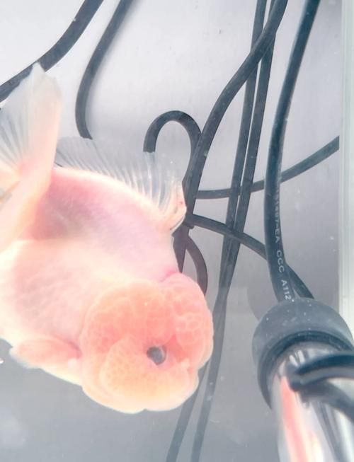 泰獅魚鰭充血根部，泰獅魚鰭根部充血詳解（暹羅斗魚（暹羅斗魚（暹羅斗魚） 泰獅魚鰭充血根部，泰獅魚鰭根部充血詳解（暹羅斗魚（暹羅斗魚（暹羅斗魚） 龍魚百科 第6張
