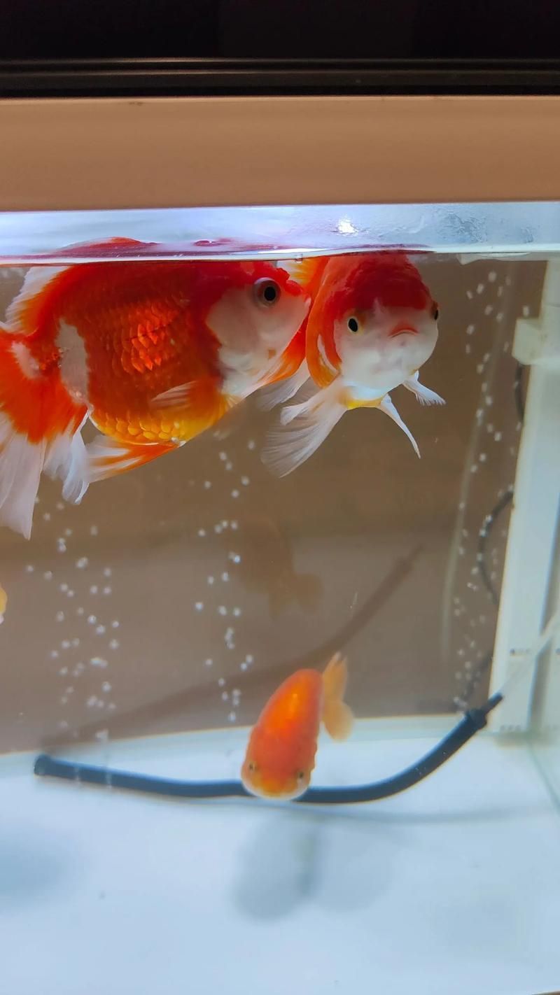泰獅魚鰭充血根部，泰獅魚鰭根部充血詳解（暹羅斗魚（暹羅斗魚（暹羅斗魚） 泰獅魚鰭充血根部，泰獅魚鰭根部充血詳解（暹羅斗魚（暹羅斗魚（暹羅斗魚） 龍魚百科 第2張