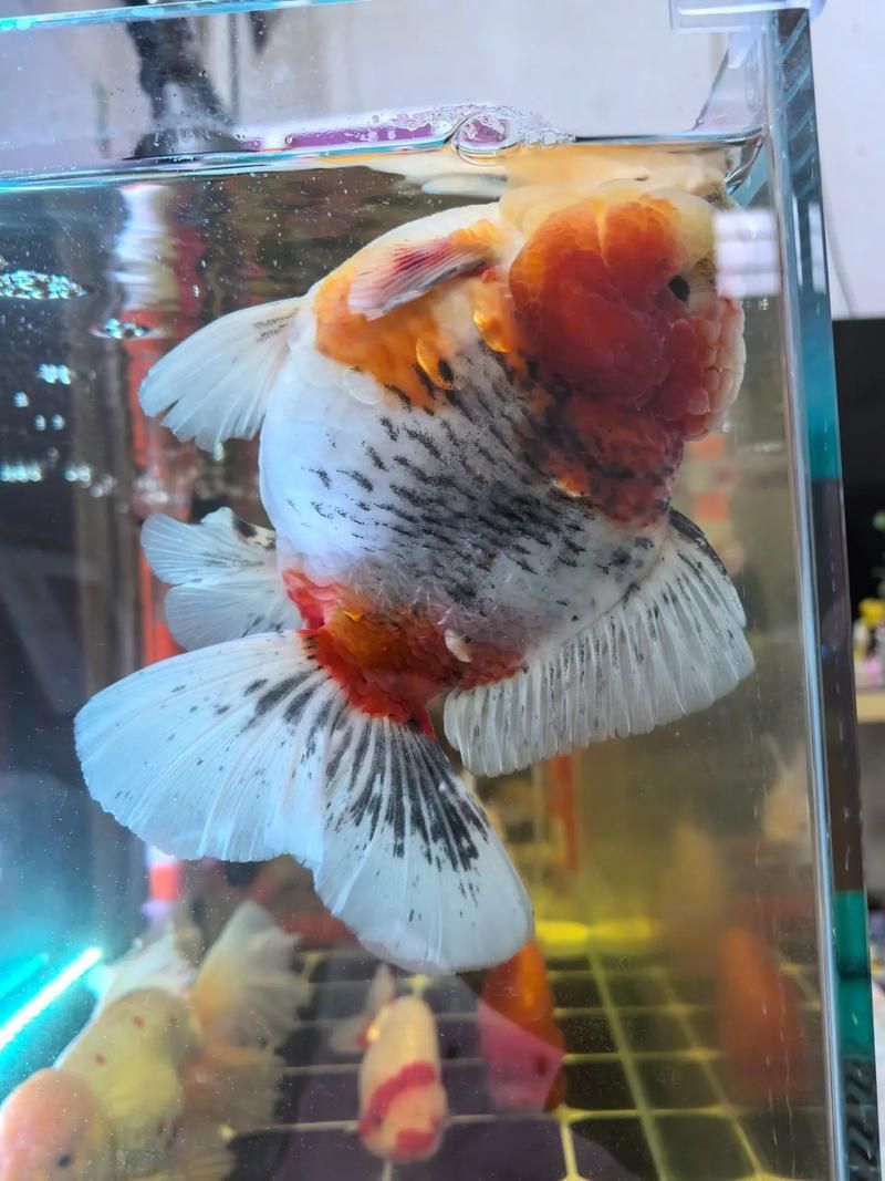泰獅魚鰭充血根部，泰獅魚鰭根部充血詳解（暹羅斗魚（暹羅斗魚（暹羅斗魚） 泰獅魚鰭充血根部，泰獅魚鰭根部充血詳解（暹羅斗魚（暹羅斗魚（暹羅斗魚） 龍魚百科 第5張