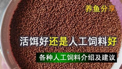 有哪些食物適合龍魚趴缸后進食？，龍魚趴缸后的飲食需求會發生變化對龍魚的健康和健康和活力