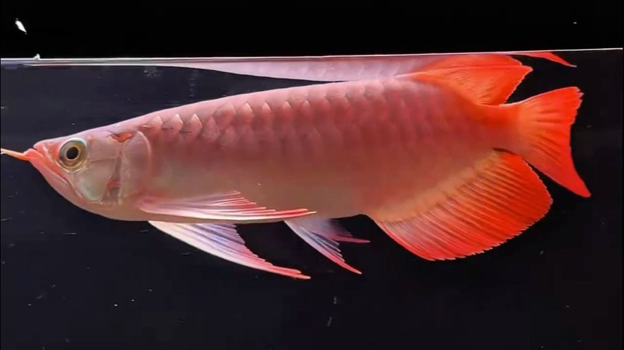 漁場直售 帶芯片 包括，養(yǎng)魚的男人最帥