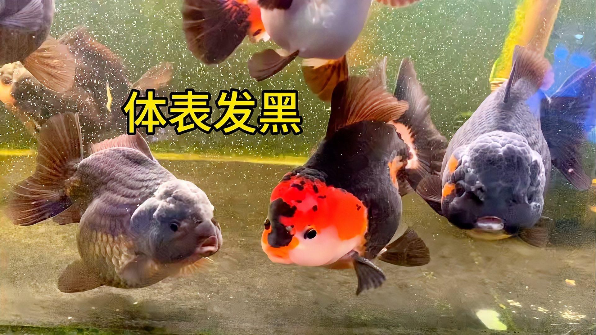 金魚發黑后會有什么表現，金魚發黑后如何治療金魚發黑后如何治療金魚發黑后會恢復嗎 金魚發黑后會有什么表現，金魚發黑后如何治療金魚發黑后如何治療金魚發黑后會恢復嗎 龍魚百科 第2張
