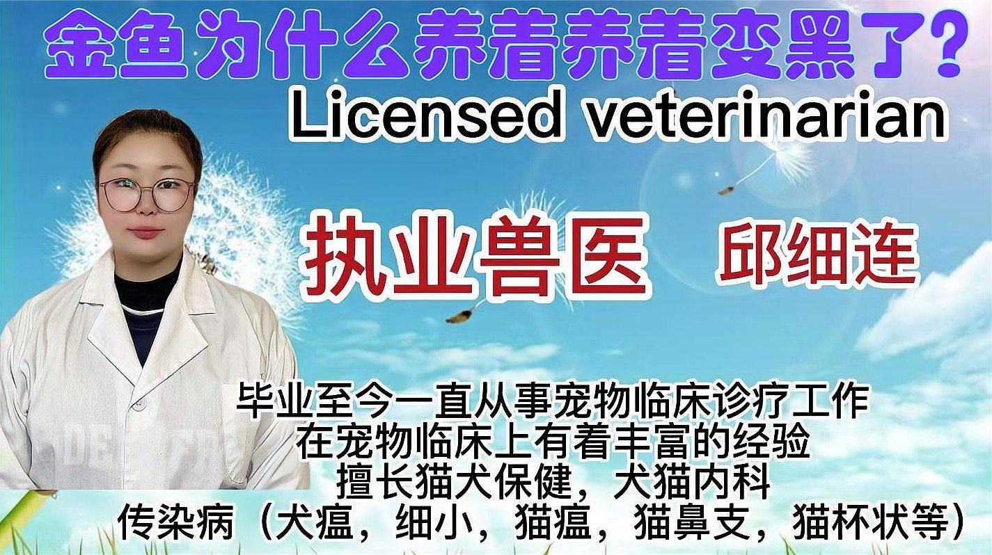 金魚發黑后會有什么表現，金魚發黑后如何治療金魚發黑后如何治療金魚發黑后會恢復嗎 金魚發黑后會有什么表現，金魚發黑后如何治療金魚發黑后如何治療金魚發黑后會恢復嗎 龍魚百科 第1張