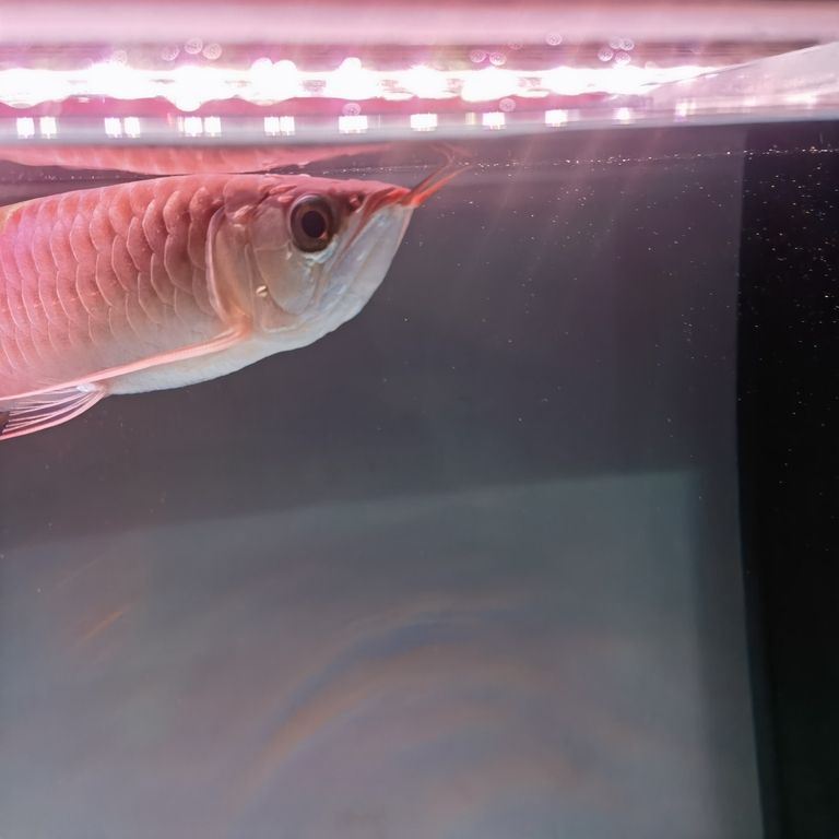 各位魚友，這是打架受傷發炎還是什么病呢？，_養魚咨詢：魚類受傷發炎問題的處理要點