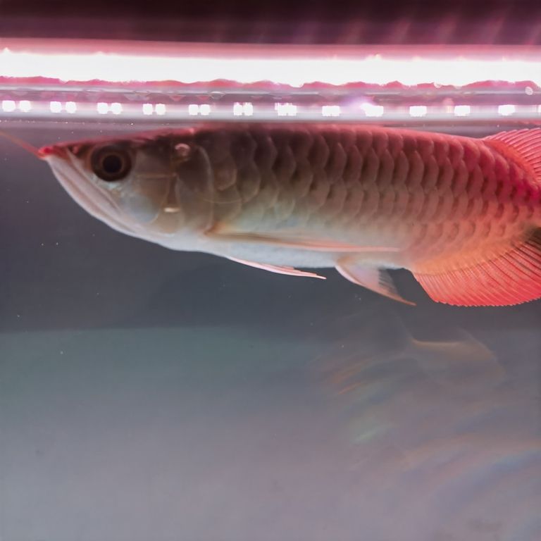 各位魚友，這是打架受傷發(fā)炎還是什么病呢？，_養(yǎng)魚咨詢：魚類受傷發(fā)炎問題的處理要點 各位魚友，這是打架受傷發(fā)炎還是什么病呢？，_養(yǎng)魚咨詢：魚類受傷發(fā)炎問題的處理要點 龍魚論壇 第2張
