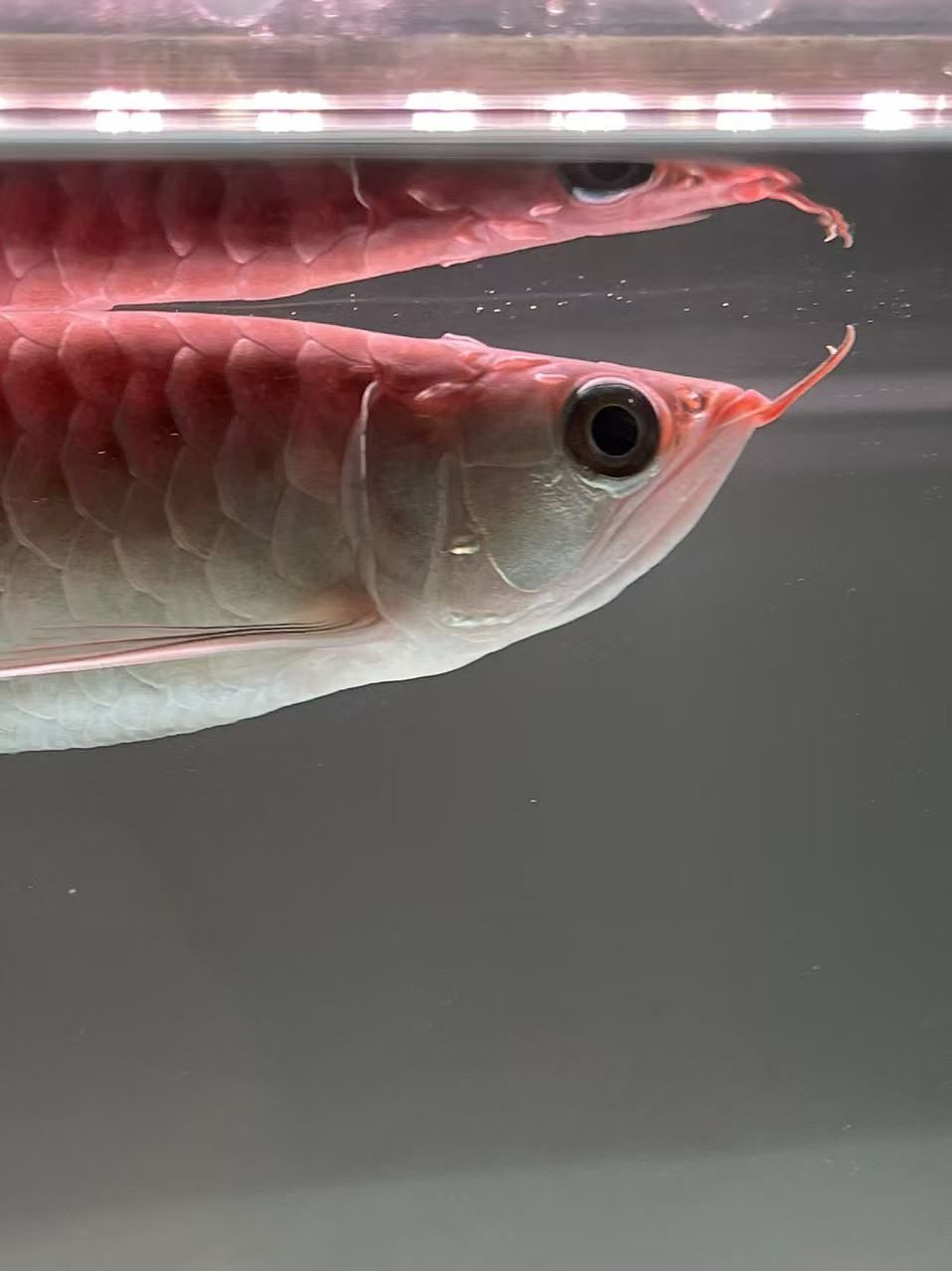 各位魚友，這是打架受傷發(fā)炎還是什么病呢？，_養(yǎng)魚咨詢：魚類受傷發(fā)炎問題的處理要點 各位魚友，這是打架受傷發(fā)炎還是什么病呢？，_養(yǎng)魚咨詢：魚類受傷發(fā)炎問題的處理要點 龍魚論壇 第3張