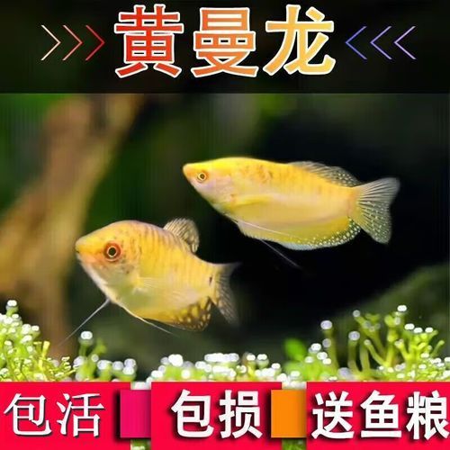 黃曼龍魚的市場價格是多少？，黃曼龍魚購買渠道對比表 黃曼龍魚的市場價格是多少？，黃曼龍魚購買渠道對比表 龍魚百科 第2張