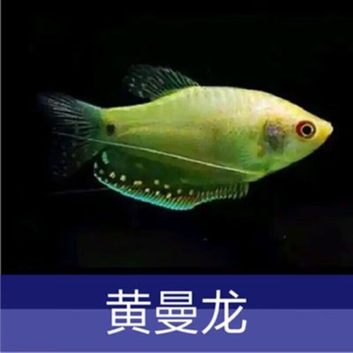 黃曼龍魚的市場價格是多少？，黃曼龍魚購買渠道對比表