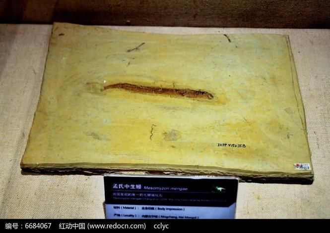 豐寧龍魚有哪些獨(dú)特品種?,“豐寧龍魚”并非現(xiàn)代觀賞魚品種并非現(xiàn)代觀賞魚品種 龍魚百科 第2張 豐寧龍魚有哪些獨(dú)特品種?,“豐寧龍魚”并非現(xiàn)代觀賞魚品種并非現(xiàn)代觀賞魚品種 豐寧龍魚有哪些獨(dú)特品種?,“豐寧龍魚”并非現(xiàn)代觀賞魚品種并非現(xiàn)代觀賞魚品種 龍魚百科 第2張