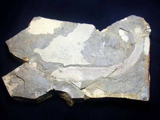 豐寧龍魚有哪些獨(dú)特品種?,“豐寧龍魚”并非現(xiàn)代觀賞魚品種并非現(xiàn)代觀賞魚品種 龍魚百科 第3張 豐寧龍魚有哪些獨(dú)特品種?,“豐寧龍魚”并非現(xiàn)代觀賞魚品種并非現(xiàn)代觀賞魚品種 豐寧龍魚有哪些獨(dú)特品種?,“豐寧龍魚”并非現(xiàn)代觀賞魚品種并非現(xiàn)代觀賞魚品種 龍魚百科 第3張