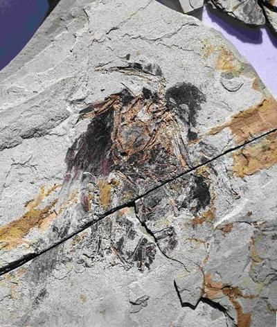 豐寧龍魚有哪些獨(dú)特品種?,“豐寧龍魚”并非現(xiàn)代觀賞魚品種并非現(xiàn)代觀賞魚品種 龍魚百科 第4張 豐寧龍魚有哪些獨(dú)特品種?,“豐寧龍魚”并非現(xiàn)代觀賞魚品種并非現(xiàn)代觀賞魚品種 豐寧龍魚有哪些獨(dú)特品種?,“豐寧龍魚”并非現(xiàn)代觀賞魚品種并非現(xiàn)代觀賞魚品種 龍魚百科 第4張