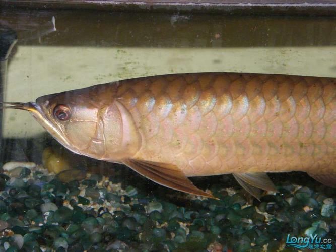2號紅龍魚的市場價格是多少？，2號紅龍魚的飼養成本