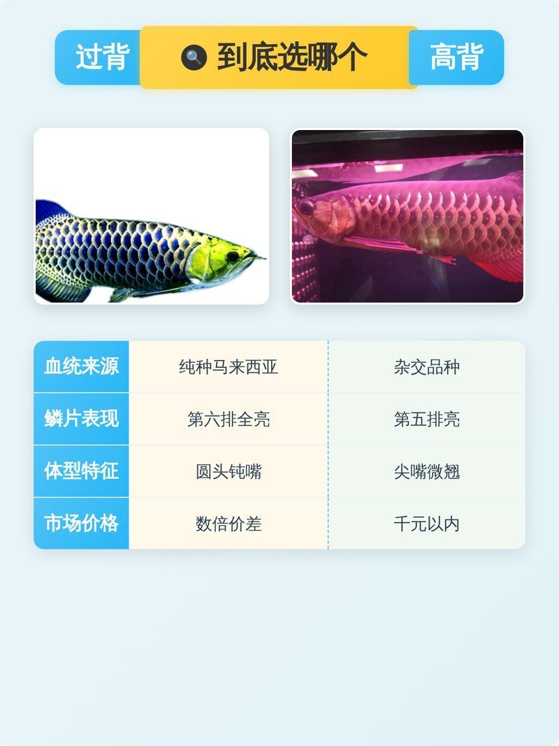 如何區分不同品種的金龍魚，如何區分不同品種的金龍魚，金龍魚與高背金龍魚的區別