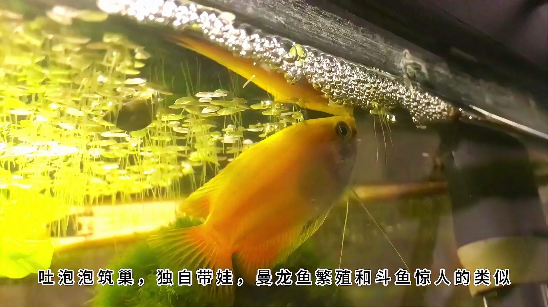 曼龍魚繁殖需要多久，曼龍魚怎么繁殖，曼龍魚繁殖后如何處理親魚