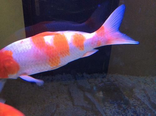 能提供一些錦鯉魚鱗充血的圖片嗎,錦鯉魚鱗充血可以自愈嗎 龍魚百科 第5張 能提供一些錦鯉魚鱗充血的圖片嗎,錦鯉魚鱗充血可以自愈嗎 能提供一些錦鯉魚鱗充血的圖片嗎,錦鯉魚鱗充血可以自愈嗎 龍魚百科 第5張