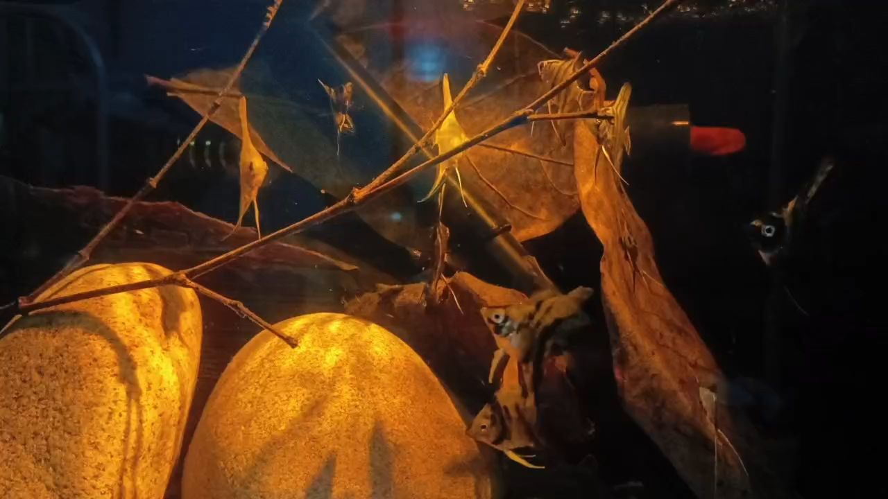 神仙魚，神仙魚,很容易養，并不講究