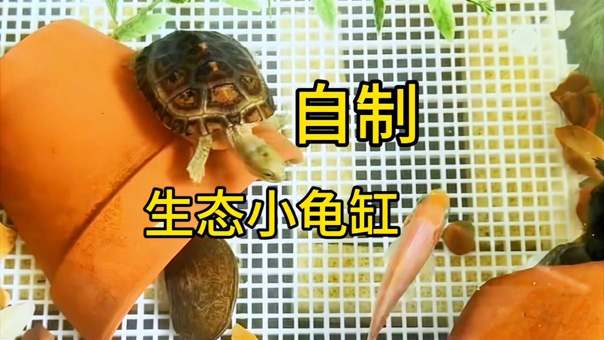有哪些低成本養龜方法，低成本養龜技巧