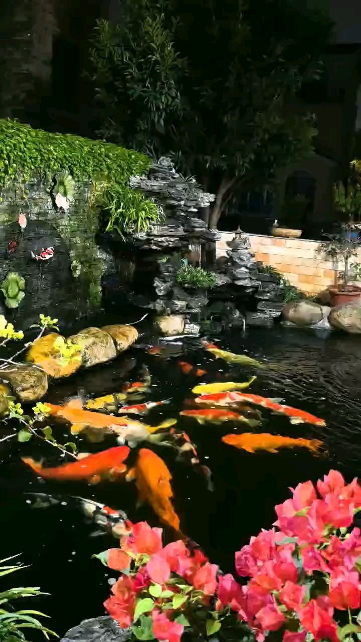 夜賞，夜賞是一種既能放松身心又能增長(zhǎng)見識(shí)的活動(dòng)值得品茗賞鱗