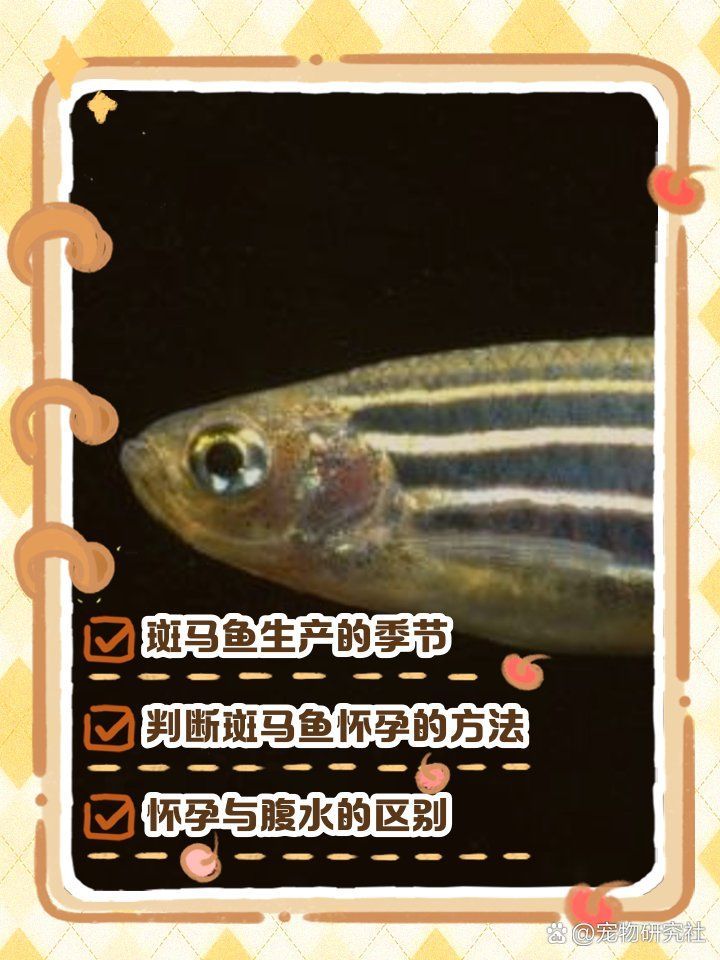 斑馬魚繁殖期需要哪些特殊照顧，如何判斷斑馬魚要生了 斑馬魚繁殖期需要哪些特殊照顧，如何判斷斑馬魚要生了 龍魚百科 第2張