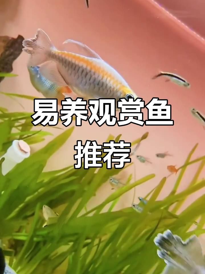 有哪些魚類是溫和的，適合混養，如何判斷魚類是否適合與其他魚類混養