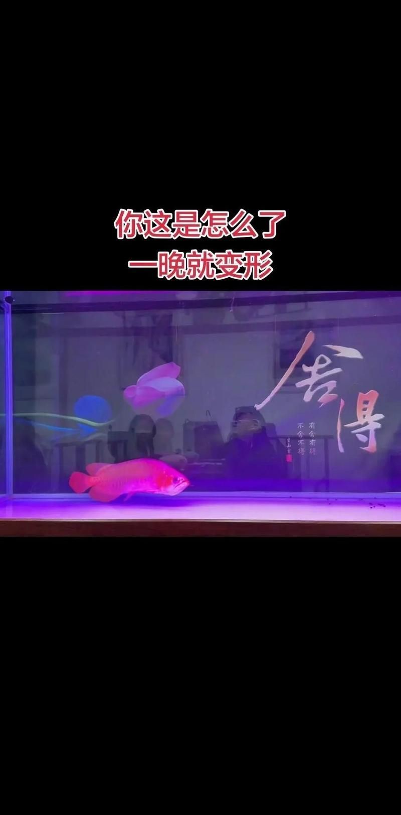 如何判斷龍魚是否弓背？，——權(quán)威判斷龍魚是否弓背