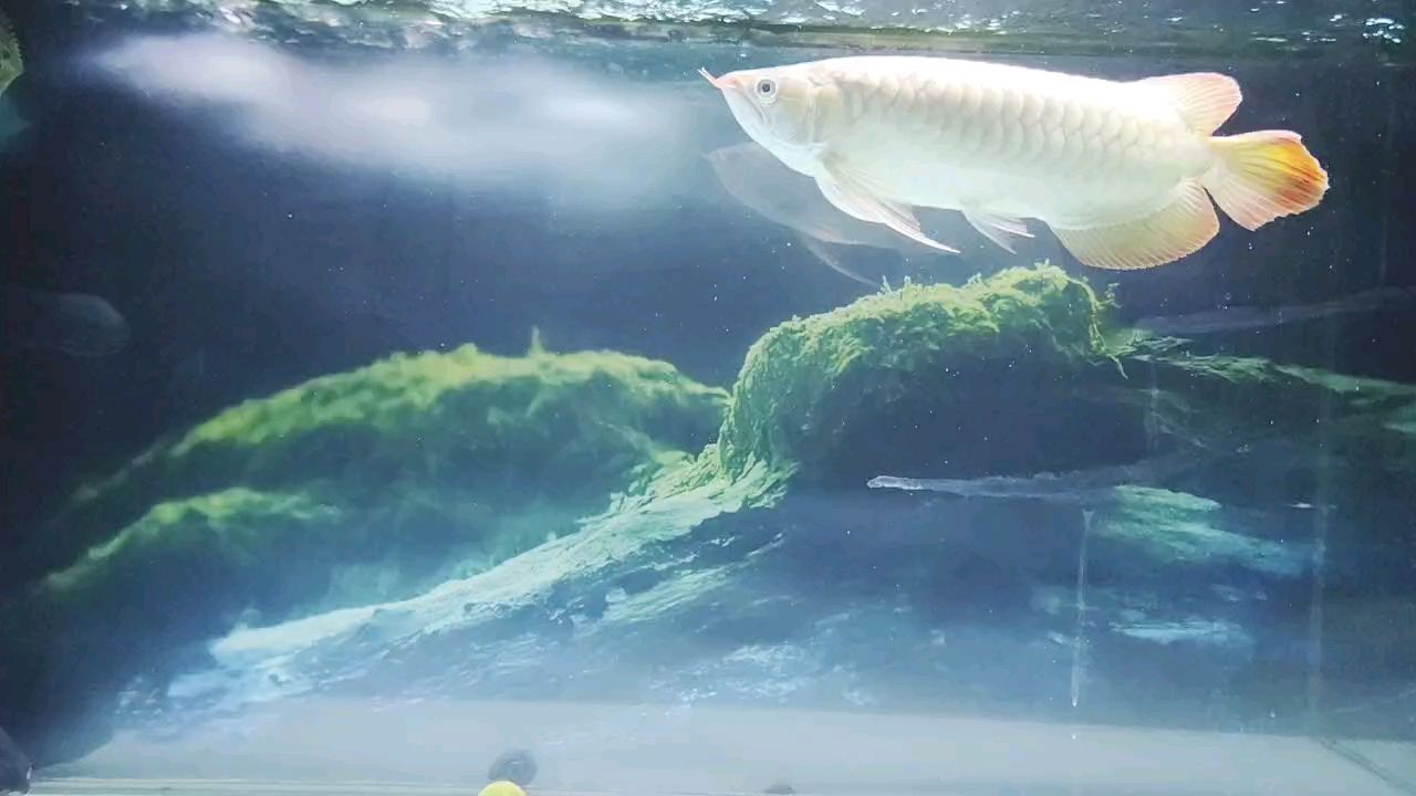 ，周環_pericyclic評論