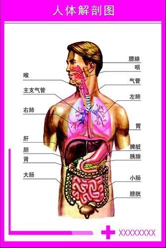 能否提供一張更詳細的示意圖，ai在醫療領域的應用