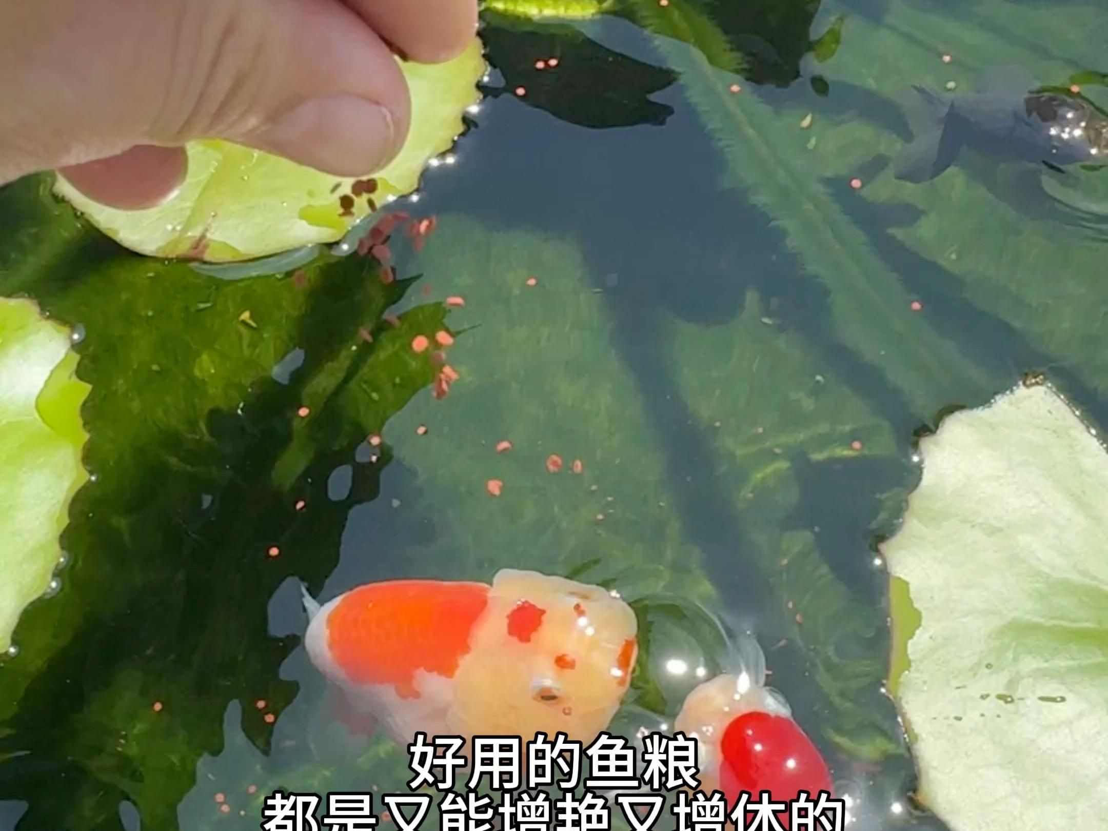 如何搭配紅眼白子招財龍的飼料，關于紅眼白子招財龍飼料搭配