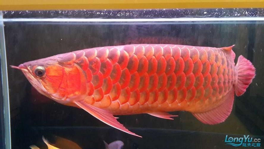紅龍品種分類，紅龍魚的種類及種類 紅龍品種分類，紅龍魚的種類及種類 龍魚百科 第15張
