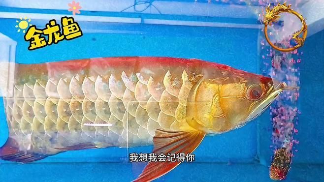 如何區分直須和卷須龍魚？，史密森尼國家動物園、fishbase權威資料直須龍魚與“卷須龍魚”