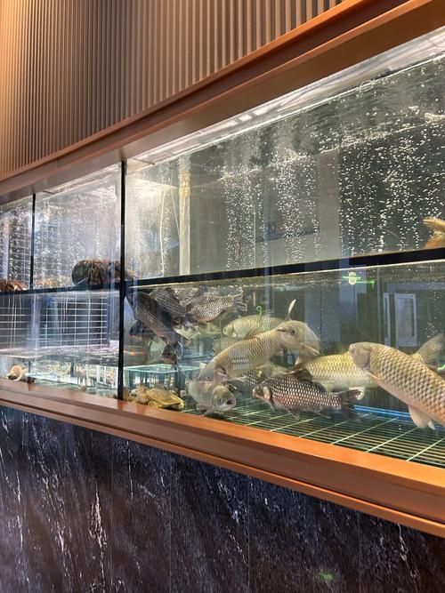 哪里可以購買到澳洲龍魚？，——權威渠道與購買澳洲龍魚 哪里可以購買到澳洲龍魚？，——權威渠道與購買澳洲龍魚 龍魚百科 第3張