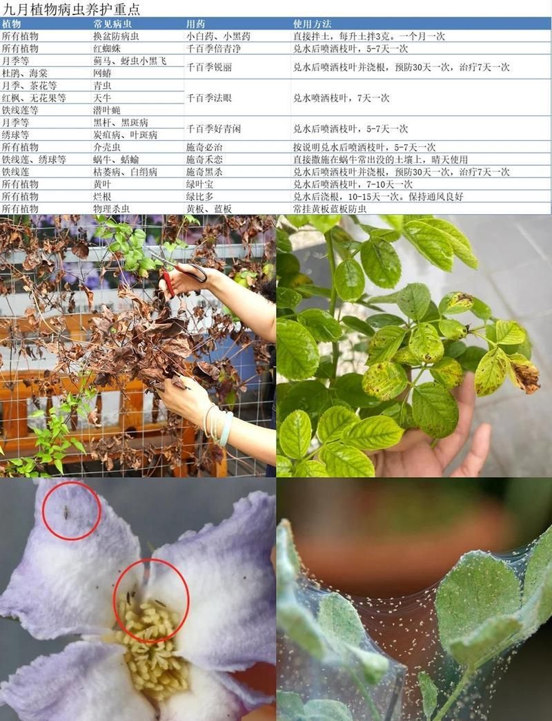 春秋季兩次防治具體如何操作，春秋季兩次防治具體如何操作探討春季和秋季兩次關(guān)鍵時期 春秋季兩次防治具體如何操作，春秋季兩次防治具體如何操作探討春季和秋季兩次關(guān)鍵時期 龍魚百科 第1張