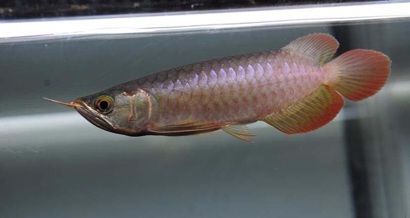 BTL紅龍魚用戶反饋，btl紅龍魚用戶反饋呈現積極的一面，暴露出需要進一步改進