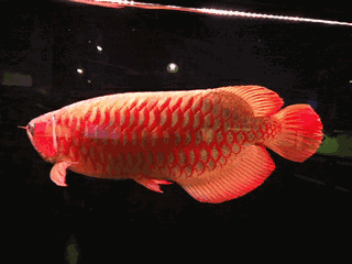 有哪些藥物可以治療龍魚嘴抽搐？，龍魚嘴抽搐怎么辦 有哪些藥物可以治療龍魚嘴抽搐？，龍魚嘴抽搐怎么辦 龍魚百科 第1張