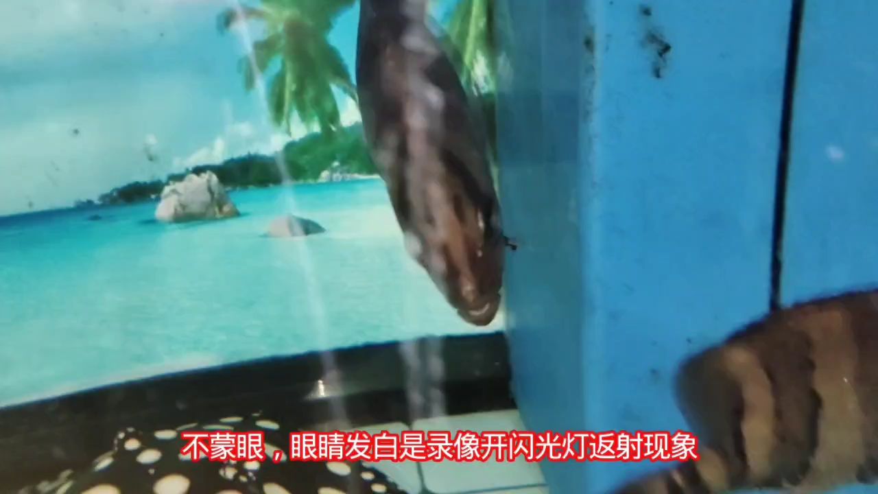 虎魚(yú)變明方法，如何讓虎魚(yú)的體色變得更加明亮