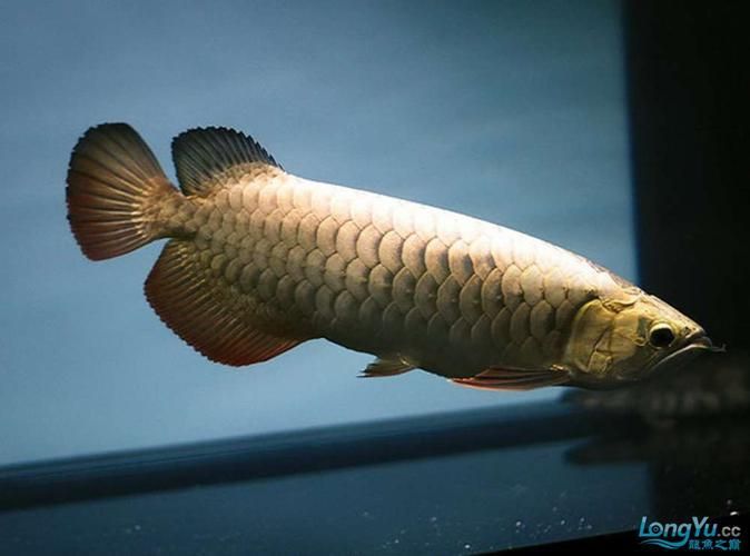 如何判斷金頭龍魚是否新鮮，如何判斷金頭龍魚新鮮度